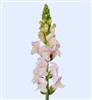 Antirrhinum Avignon II Pink