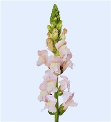 Antirrhinum Avignon II Pink