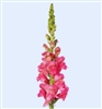 Antirrhinum Avignon II Rose