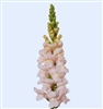 Antirrhinum Avignon II Silver