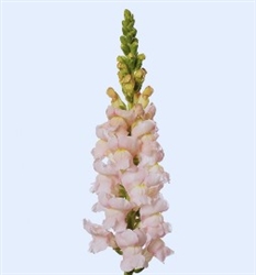 Antirrhinum Avignon II Silver