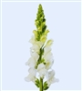 Antirrhinum Avignon II White