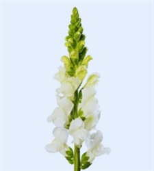 Antirrhinum Avignon II White