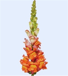 Antirrhinum Cannes Dark Orange II-III