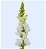 Antirrhinum Cannes Early White II-III
