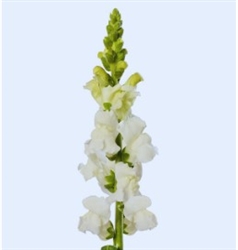 Antirrhinum Cannes Early White II-III