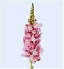 Antirrhinum Cannes Lavender II-III
