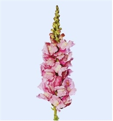 Antirrhinum Cannes Lavender II-III