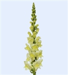 Antirrhinum Cannes Lemon II-III