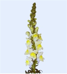 Antirrhinum Orleans Early Yellow III-IV
