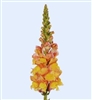 Antirrhinum Orleans Light Orange III-IV