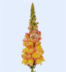 Antirrhinum Orleans Light Orange III-IV