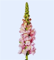 Antirrhinum Toulon Lavender IV