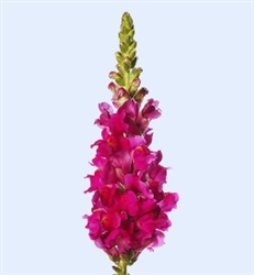 Antirrhinum Toulon Purple IV