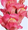 Antirrhinum Toulon Rose IV