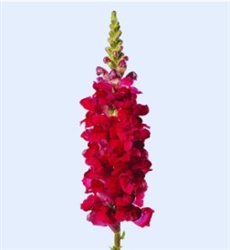 Antirrhinum Toulon Velvet IV