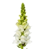 Antirrhinum Toulon White IV