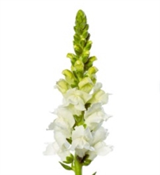 Antirrhinum Toulon White IV