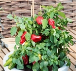 Capsicum Paragon