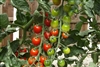 Tomato Rapunzel