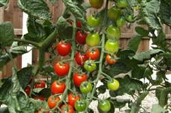 Tomato Rapunzel