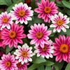 Zinnia Profusion Cherry Bicolour