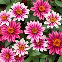 Zinnia Profusion Cherry Bicolour