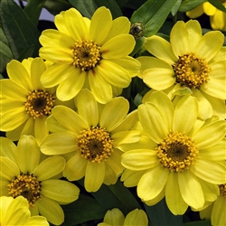 Zinnia Profusion Lemon