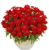 Zinnia Profusion Red