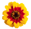 Zinnia Profusion Red/Yellow Bicolour