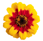 Zinnia Profusion Red/Yellow Bicolour