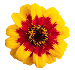 Zinnia Profusion Red/Yellow Bicolour