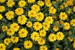 Zinnia Profusion Yellow