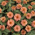 Zinnia Profusion Double Dp Salmon