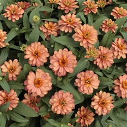 Zinnia Profusion Double Dp Salmon