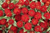 Zinnia Profusion Double Red