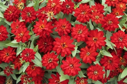 Zinnia Profusion Double Red