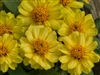 Zinnia Profusion Double Yellow