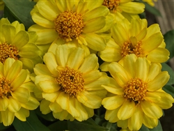 Zinnia Profusion Double Yellow