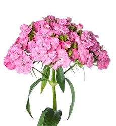 Sweet William Barcelona Pink