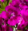 Sweet William Barcelona Purple
