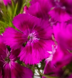 Sweet William Barcelona Purple