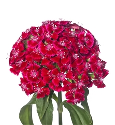 Sweet William Barcelona Red