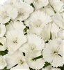 Sweet William Barcelona White