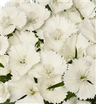 Sweet William Barcelona White