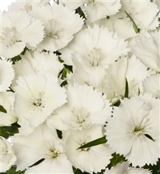 Sweet William Barcelona White