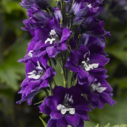 Delphinium Delphina Dk Blue/White Bee