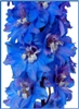 Delphinium Delphina Lt Blue/White Bee