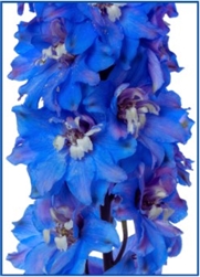Delphinium Delphina Lt Blue/White Bee