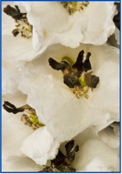 Delphinium Delphina White/Black Bee